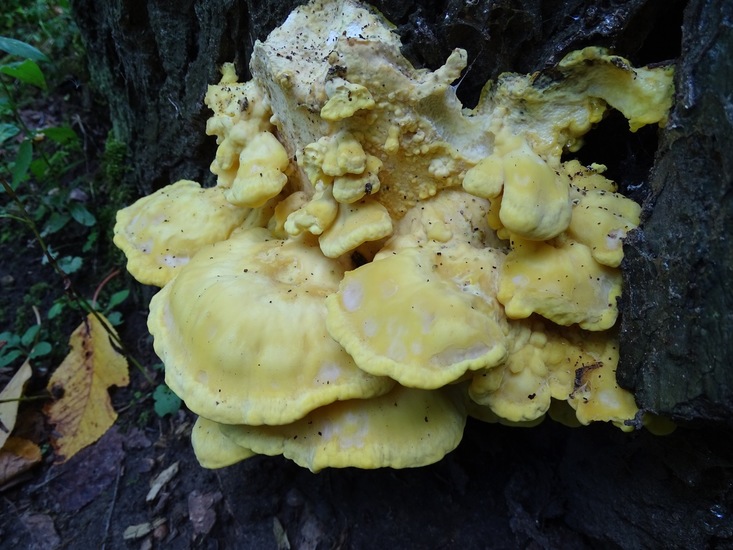 Surae, half aug. 2017