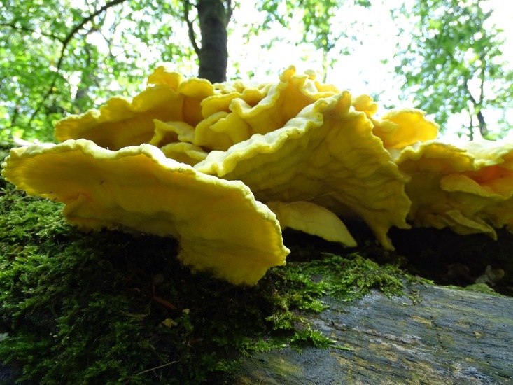 Surae, half aug. 2017