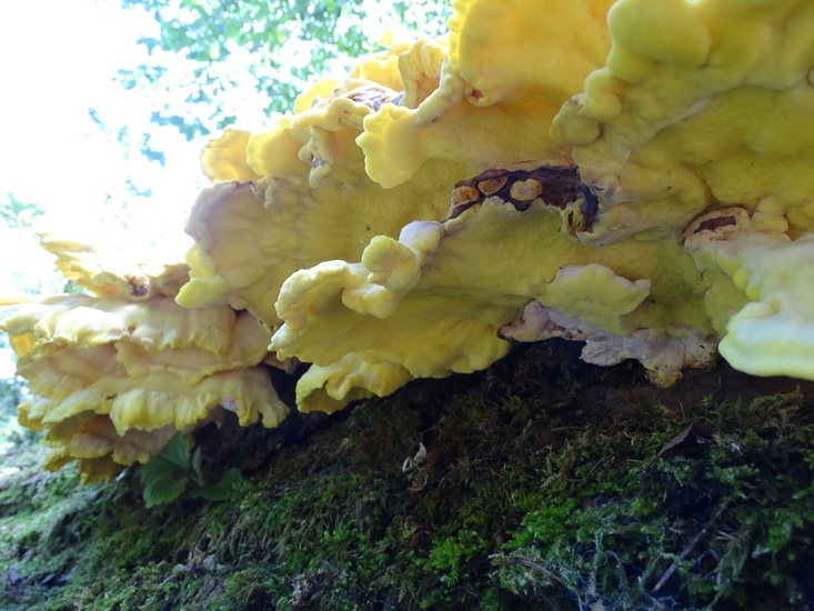 Surae, half aug. 2017