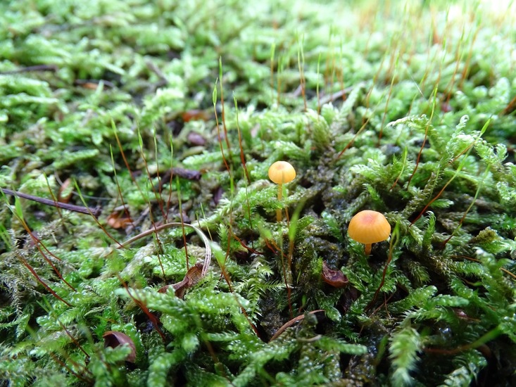 Surae, half aug. 2017