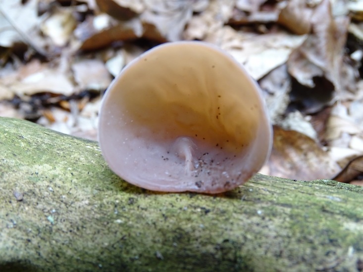 Surae, half aug. 2017