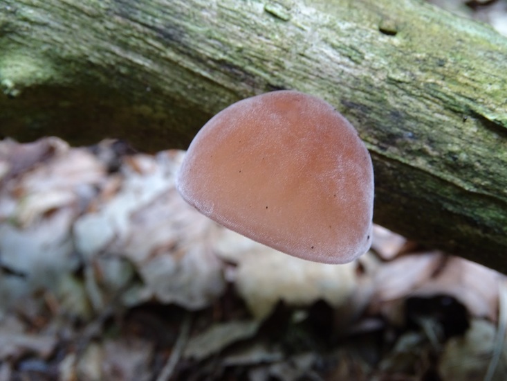 Surae, half aug. 2017