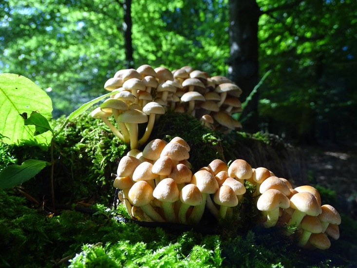 Surae, half aug. 2017