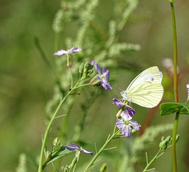 Heide bij Riel/Goiorle
