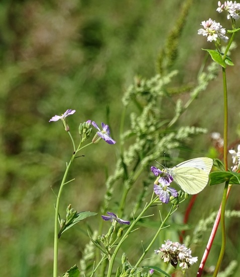 Heide bij Riel/Goiorle