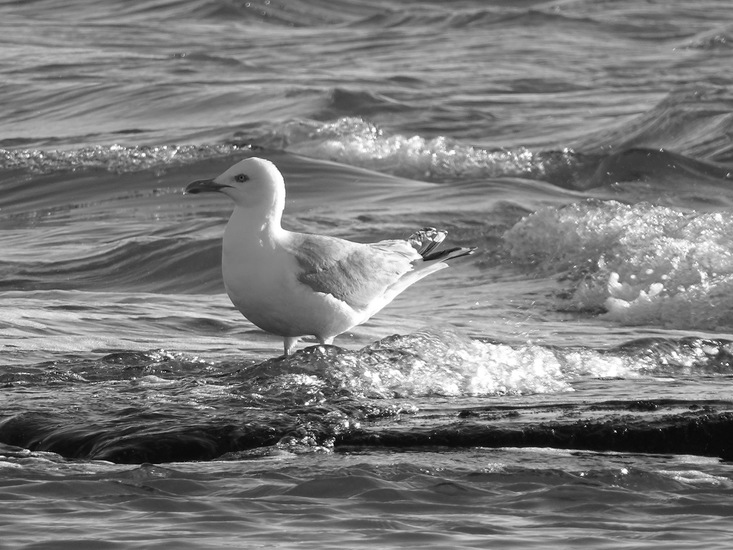 Westkapelle eind juni 2017.