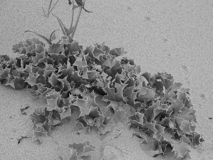 Westkapelle eind juni 2017.