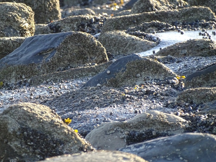 Westkapelle eind juni 2017.