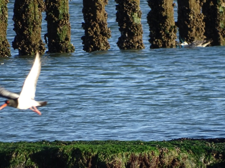 Westkapelle eind juni 2017.
