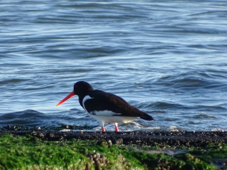 Westkapelle eind juni 2017.