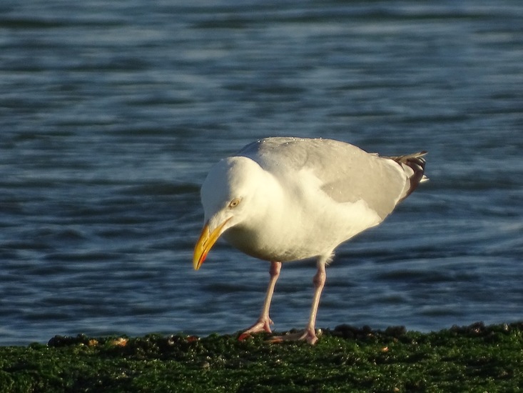 Westkapelle eind juni 2017.