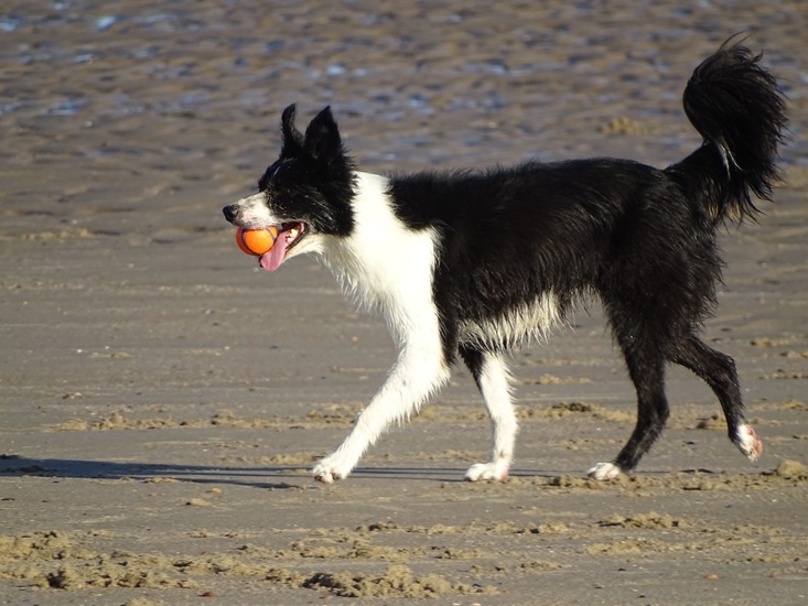 Westkapelle eind juni 2017.