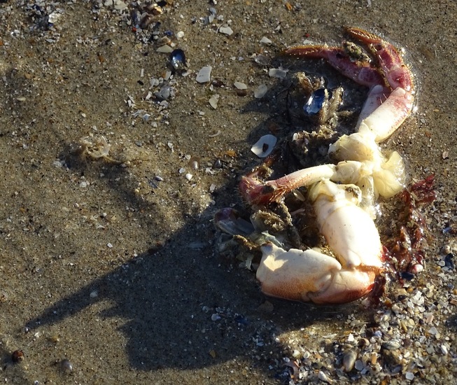 Westkapelle eind juni 2017.