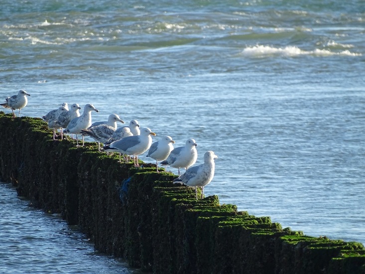 Westkapelle eind juni 2017.