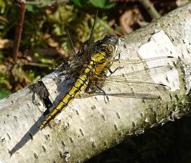 Begin aug. 2017 Surae.