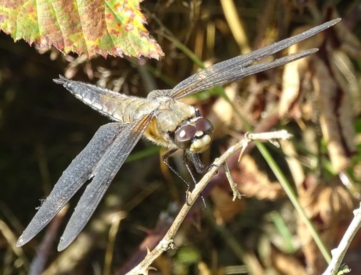 Begin aug. 2017 Surae.