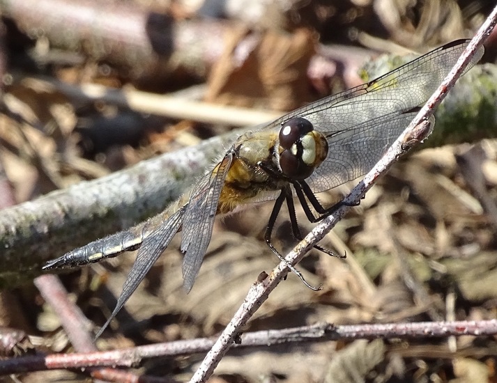 Begin aug. 2017 Surae.