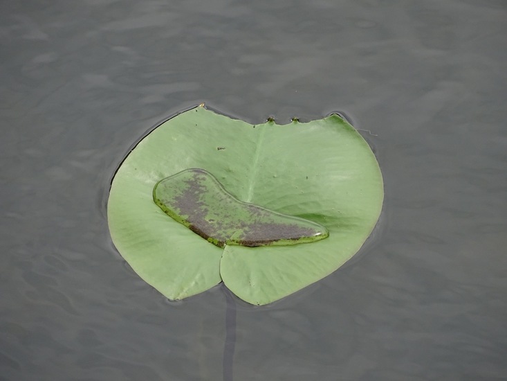 Begin aug. 2017 Surae.