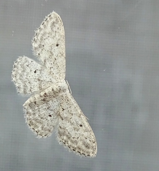 Paardebloem spanner.