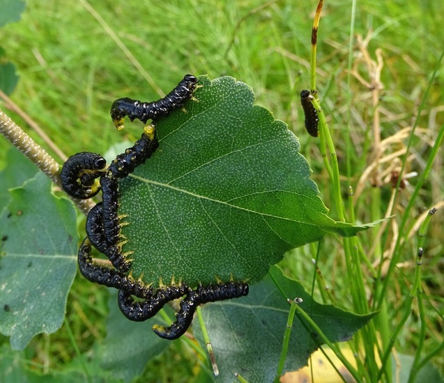 Rups van de Dagpauwoog.