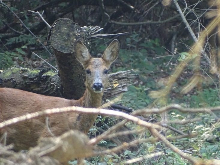 surae eind aug. 2017