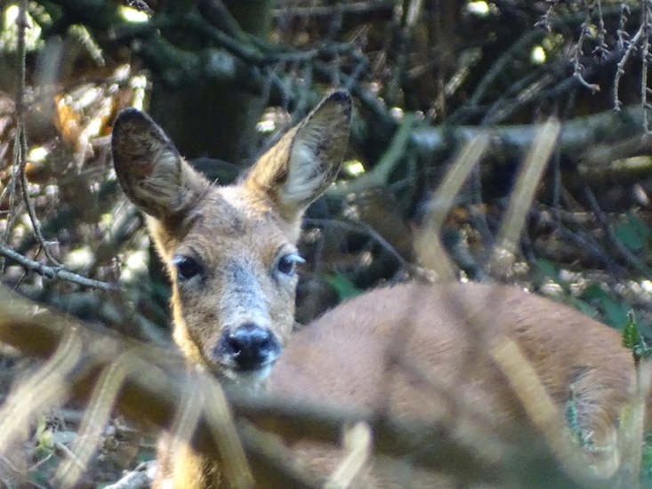 surae eind aug. 2017