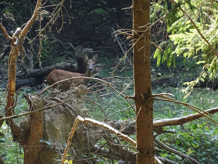 surae eind aug. 2017