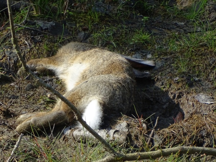 surae eind aug. 2017