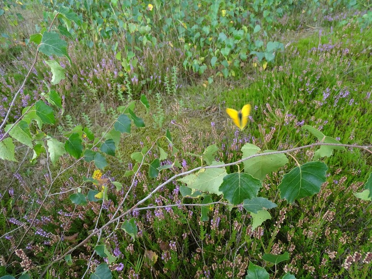 Oranje Luzernevlinder.