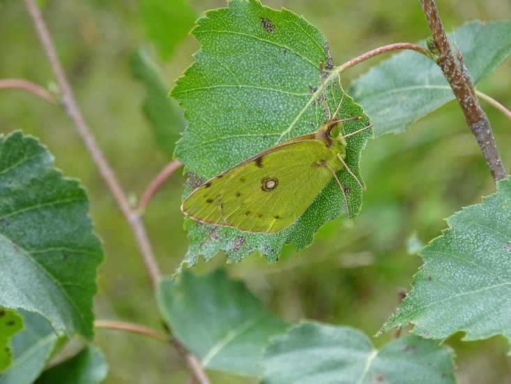 Oranje Luzernevlinder.