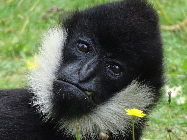 Witwang gibbon.