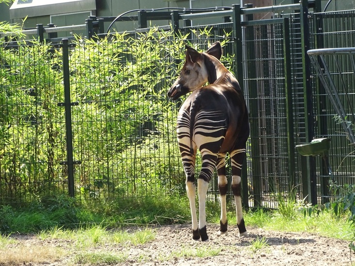 Okapi.