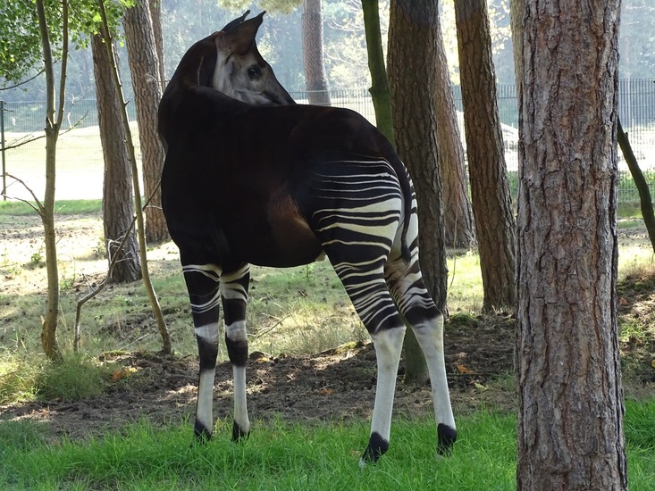 Okapi.