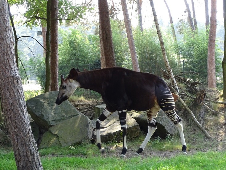 Okapi.