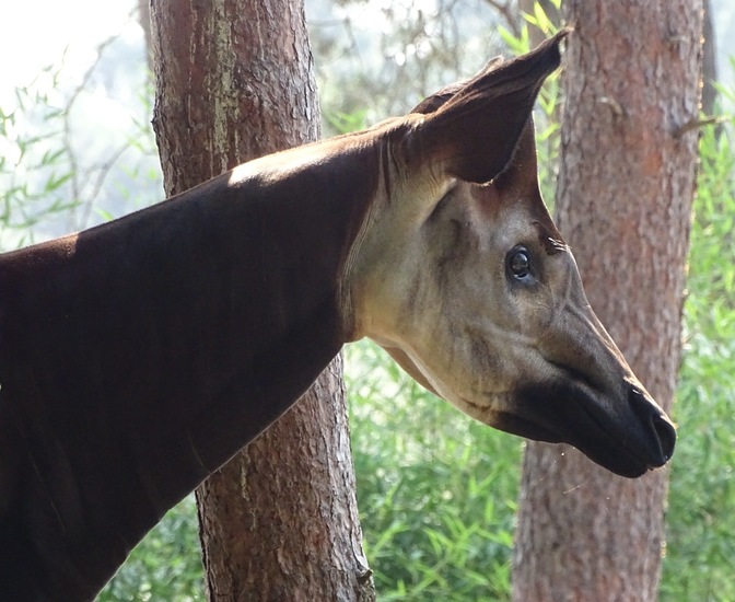 Okapi.