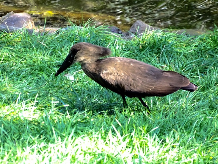 Hamerkop.