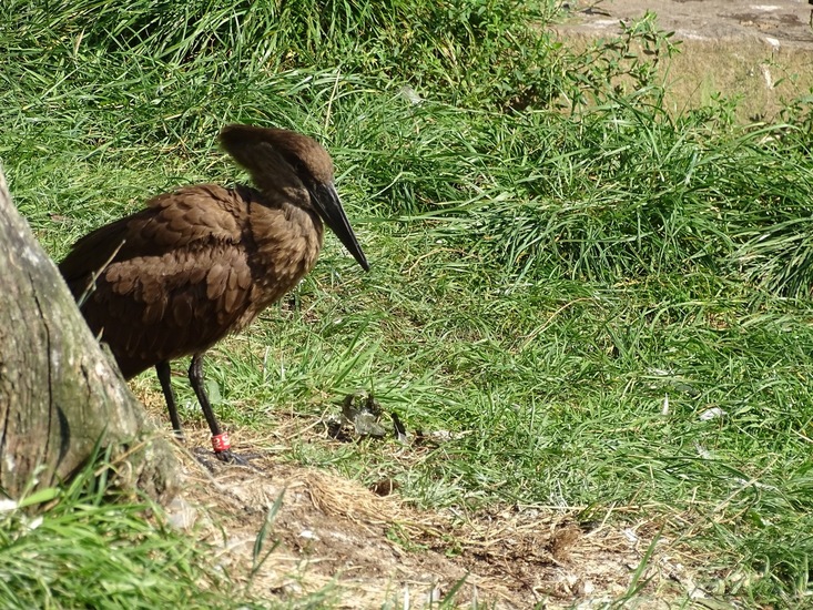 Hamerkop.