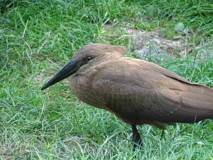 Hamerkop.