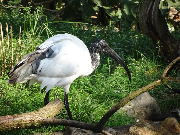 Heilige Ibis.