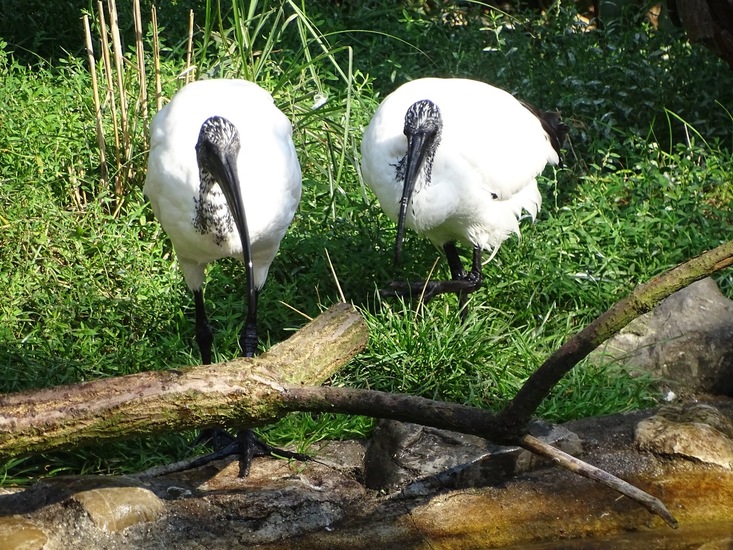 Heilige Ibis.