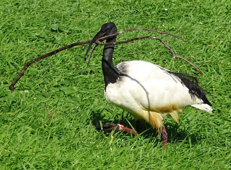 Heilige Ibis.