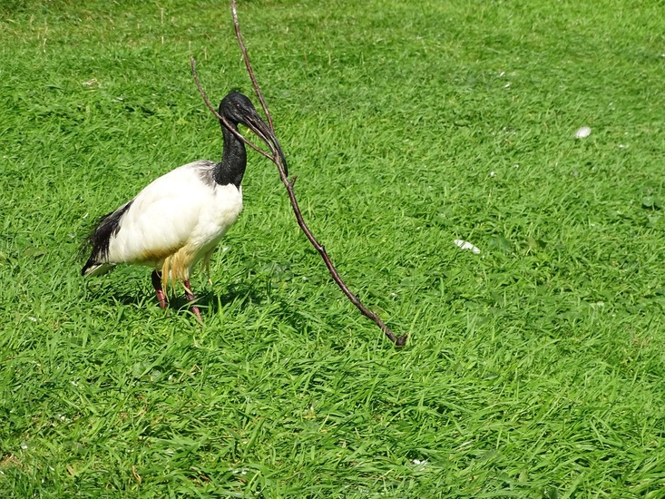 Heilige Ibis.
