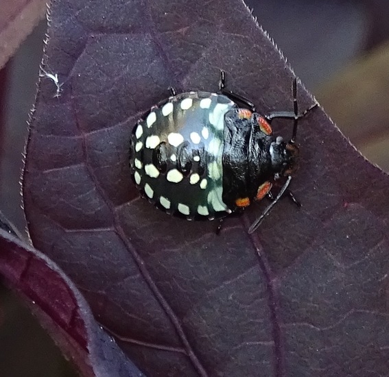 Nimf v.d. zuidelijke