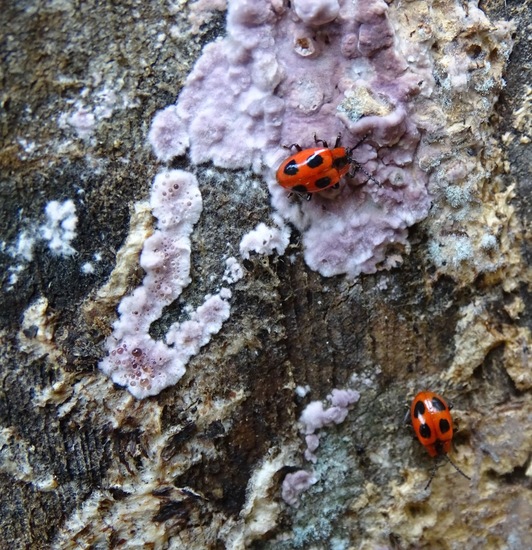 Viervlek schimmelvreter