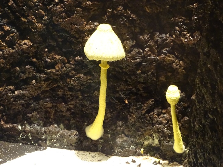 Goudgele plooiparasol.