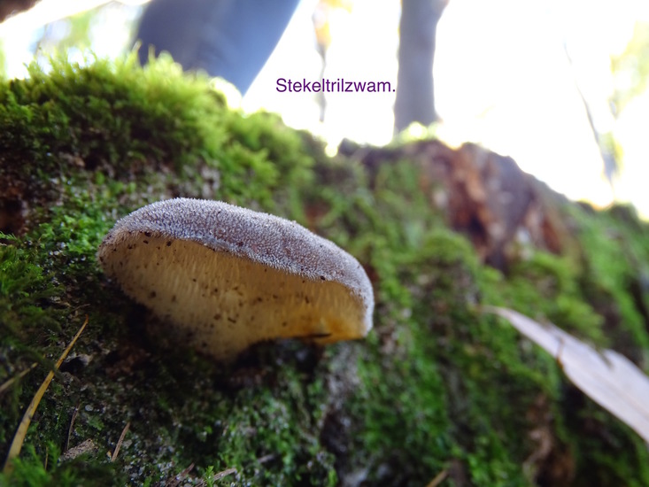 Stekeltrilzwam.