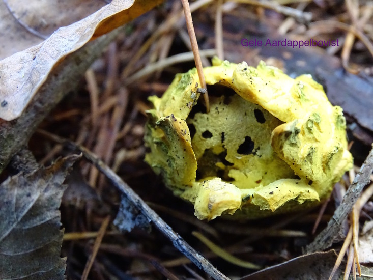 Gele aardappelbovist.