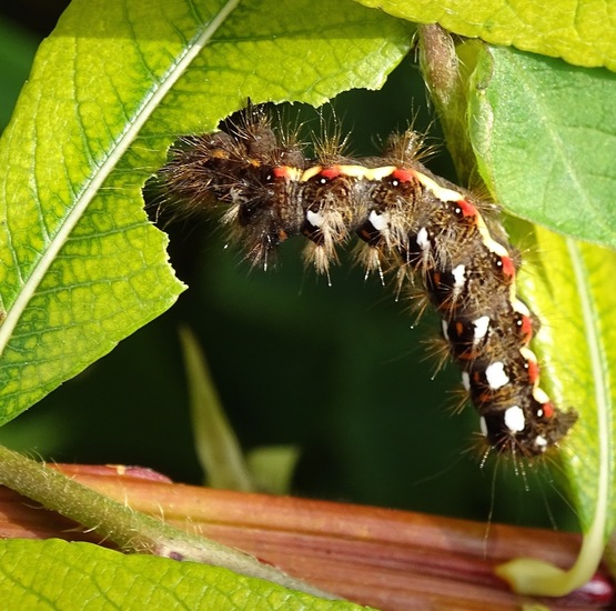 Rups van de Zuringuil.