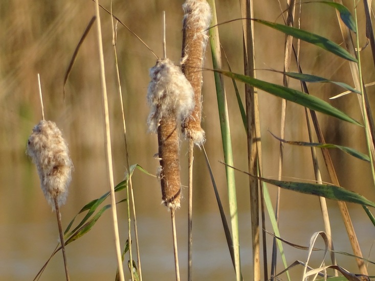 Kinderdijk nov. 2017