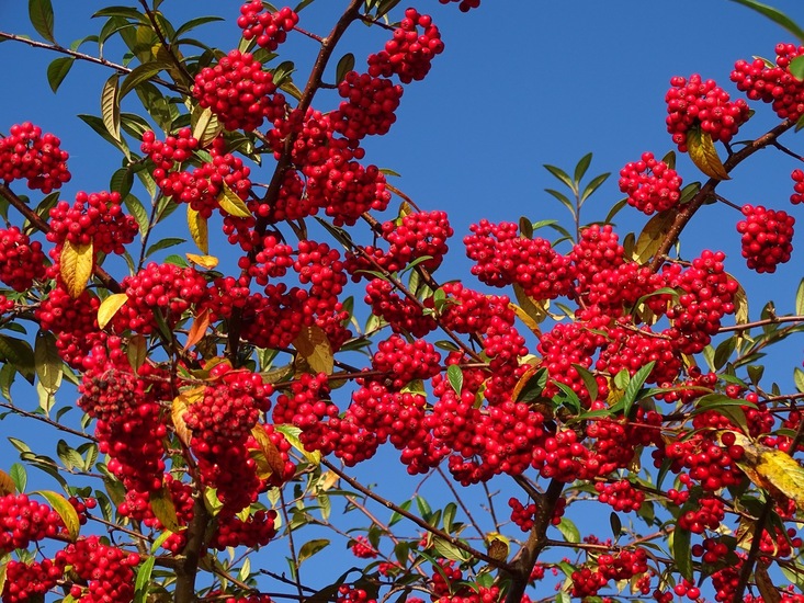 Kinderdijk nov. 2017